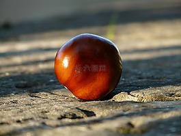 板栗,七葉樹,水果