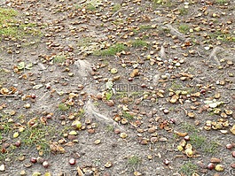 板栗,七叶树,水果