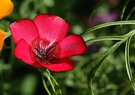 開花,夏季,花