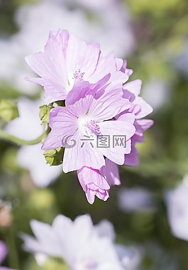 花,粉紅色,粉紅色的花