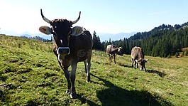 阿爾高,牛,alpe
