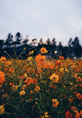鮮花,盛開,花瓣
