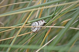 蝸牛,草,性質(zhì)