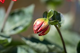 芽,花,橙