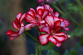花卉,天竺葵,紅色花