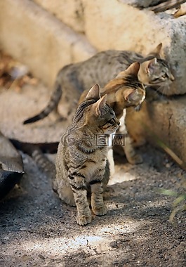 動物,野貓,貓科動物