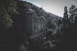 山,樹,植物