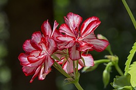 花卉,天竺葵,紅色花