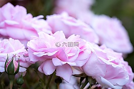 玫瑰,粉紅色,粉紅色的玫瑰