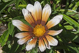 花卉,植物,夏季花卉