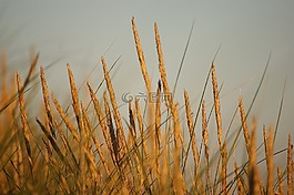 abendstimmung,沙丘,海灘