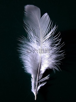 春天,羽毛,翼