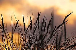 abendstimmung,沙丘,海灘