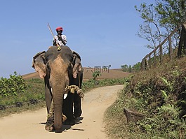 象,印度,aanayum paappanum