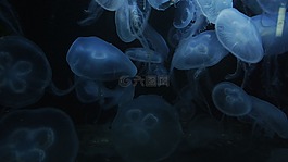 海蜇,水,動(dòng)物