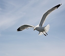 海鷗,天空,藍(lán)色