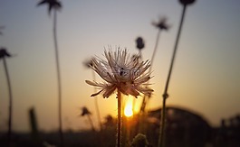 花,日出,自然
