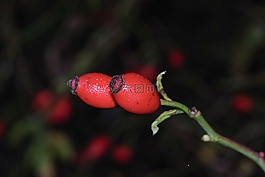 野玫瑰,水果,紅色