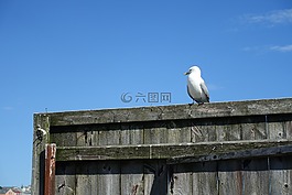 海鷗,海岸,海港