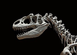 恐龍,allosaurus,骨架