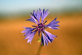 矢車菊,花,藍色