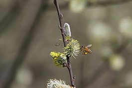 蜜蜂,昆蟲,花粉