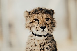 嬰兒,豹,獵豹