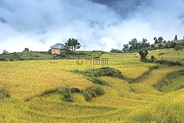 越南,米,稻田