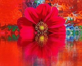 開花,花,性質(zhì)