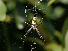 蜘蛛,黄蜂蜘蛛,zebraspinne