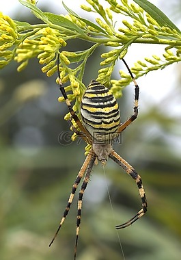 zebraspinne,蜘蛛,虎蜘蛛