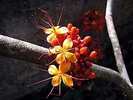 阿育王,開花,蝗蟲豆制品廠