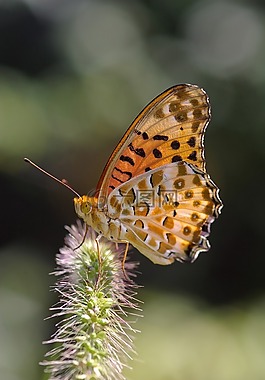 argynnis hyperbius,蝴蝶,印度川贝