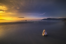 海灘,扇形,動物
