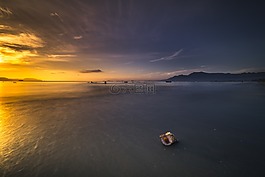 海灘,扇形,動物