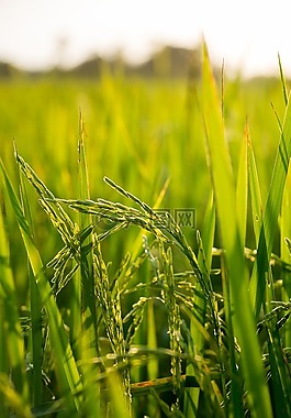 水稻,原野,農(nóng)場(chǎng)