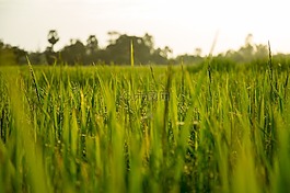 水稻,原野,農(nóng)場(chǎng)
