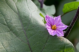 花,茄子,葉