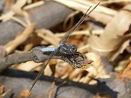 藍(lán)蜻蜓,分支機(jī)構(gòu),濕地