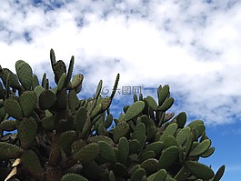 沙漠,nopales,干旱