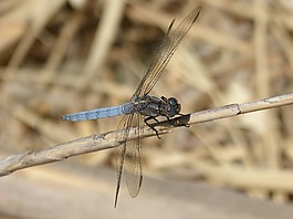 蓝蜻蜓,干的湿地,orthetrum cancellatum