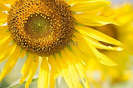 太陽花,晚間,太陽