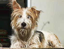 westie,小獵犬,狗