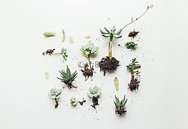 花,植物,自然