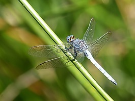 蓝蜻蜓,干,湿地