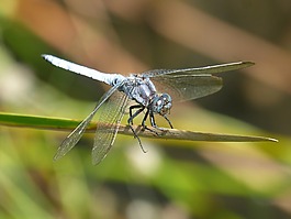 蓝蜻蜓,干,湿地