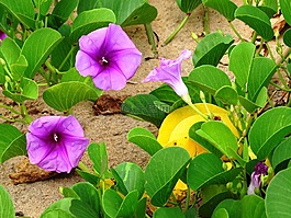 鮮花,海灘,熱帶