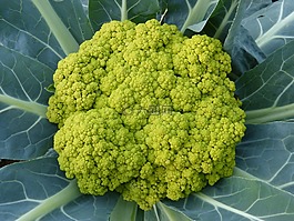 broquil,蔬菜,綠色