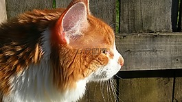 橙色猫,剖面图,猫