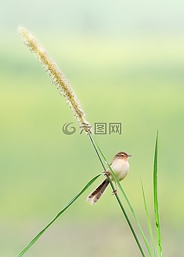 鸟,刺棉,野性